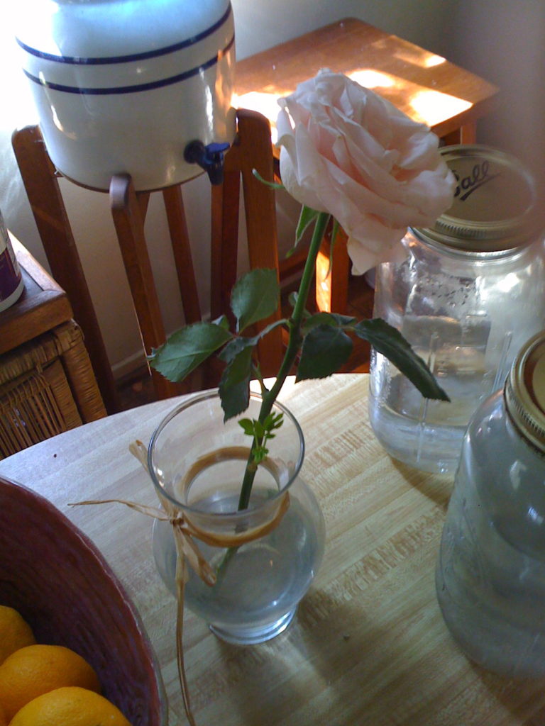 What you see here is a cut flower that has been in a vase for THREE WEEKS !