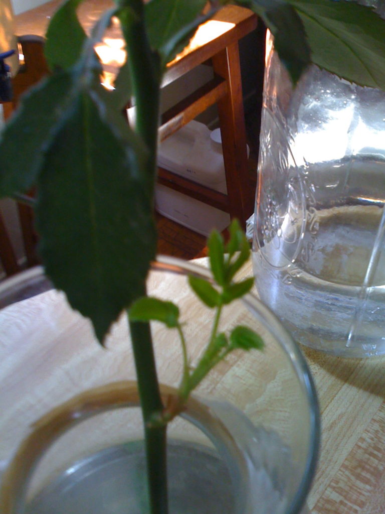  Notice that the stem of this rose HAS A NEW ROSEBUSH GROWING FROM OUT OF THE STEM WITH NO ROOTS!!