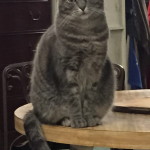 Sheba