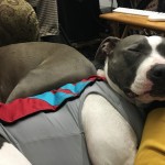 Koa
